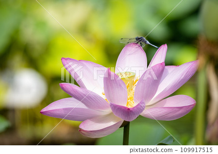 A dragonfly resting its wings on a lotus flower 109917515