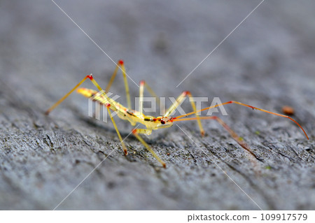 美麗的紅斑的黃色刺客幼蟲（自然光+閃光燈、微距特寫攝影） 109917579