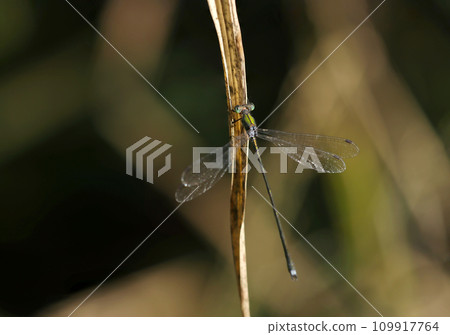 Green metallic dragonfly in the dark forest (macro lens used, strobe + natural light, close-up photo) 109917764