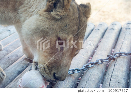 Lion biting bones Lion biting bones 109917837