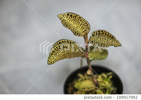 蘭花寶石蘭花 Anect 殺死混合光暗形態 109917902