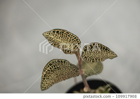 蘭花寶石蘭花 Anect 殺死混合光暗形態 蘭花寶石蘭花 Anect 殺死混合光暗形態 109917908