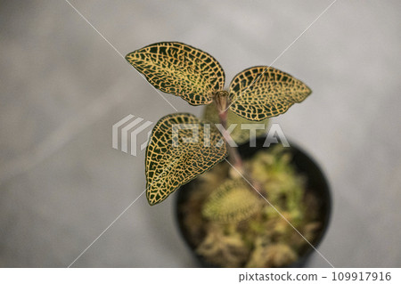 Orchid Jewel Orchid Anect Kills Hybrid Light Dark Form Orchid Jewel Orchid Anect Kills Hybrid Light Dark Form 109917916