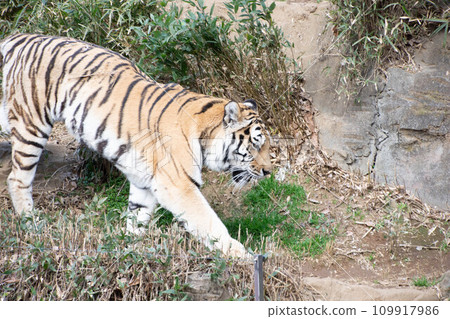 Walking tiger 109917986