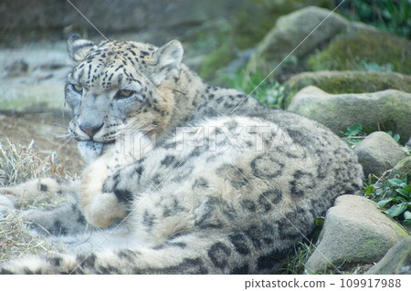 Snow leopard 109917988