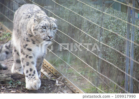 Walking snow leopard Walking snow leopard 109917990