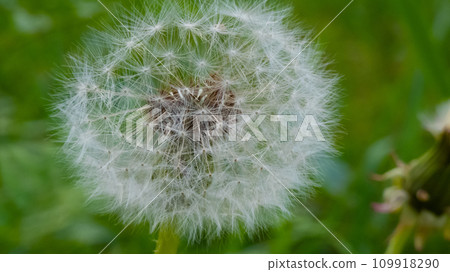 蒲公英的絨毛 蒲公英的絨毛 109918290