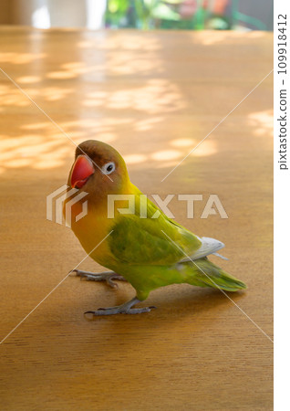 Button cork 109918412