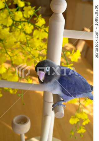 按鈕軟木塞 109919200