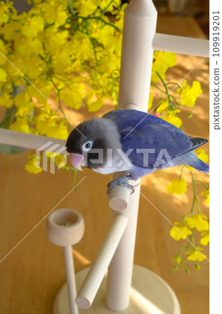 按鈕軟木塞 109919201