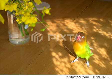 Button cork 109919202