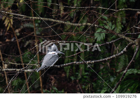Unexplored area of mountain cicada 109919276
