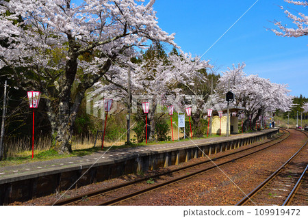 Cherry blossom view Noto Kashima Station 109919472