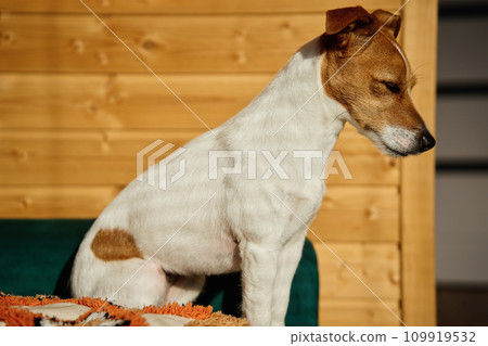 Dog relaxing on sofa in living room. Stylish home interior with curious pet on place for relax. Vacations with a dog in a wooden country house. Jack Russel terrier portrait 109919532