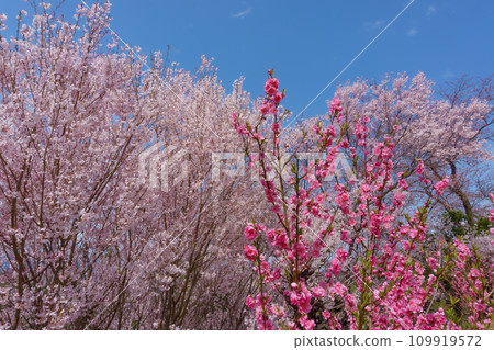 Fukushima City, Fukushima Prefecture Hanamiyama Park Fukushima City, Fukushima Prefecture Hanamiyama Park 109919572