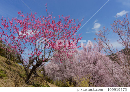 Fukushima City, Fukushima Prefecture Hanamiyama Park Fukushima City, Fukushima Prefecture Hanamiyama Park 109919573