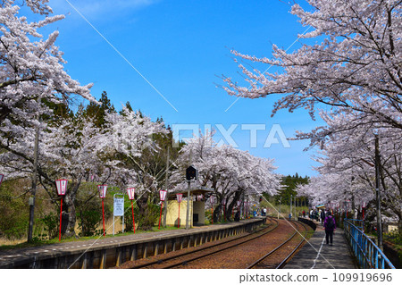 Cherry blossom view Noto Kashima Station Cherry blossom view Noto Kashima Station 109919696