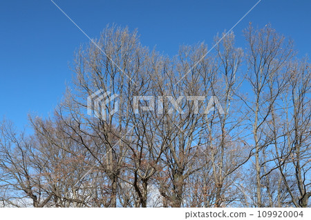 tree with fallen leaves tree with fallen leaves 109920004