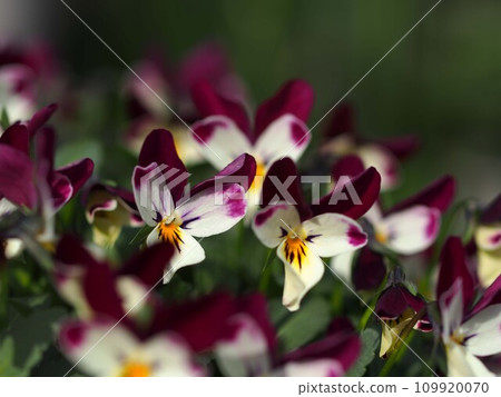 紫色三色紫羅蘭花 紫色三色紫羅蘭花 109920070