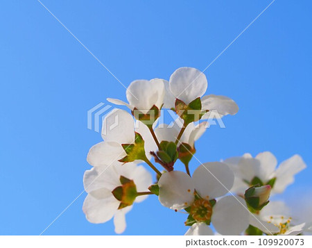 Close-up of blue sky and Tachibanamodoki flowers Close-up of blue sky and Tachibanamodoki flowers 109920073