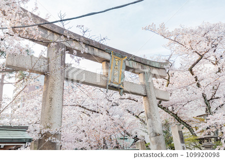 Tenson Shrine Torii gate and cherry blossoms in full bloom 109920098