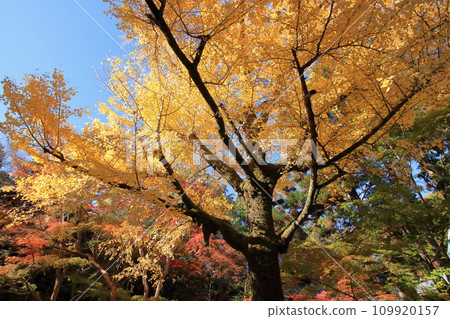 仰望院內的銀杏樹(高知縣五座山竹林寺) 仰望院內的銀杏樹(高知縣五座山竹林寺) 109920157