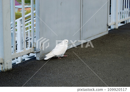 A beautiful white pigeon walks on the asphalt near a metal structure A beautiful white pigeon walks on the asphalt near a metal structure 109920517