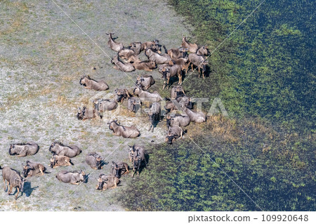 Aerial shot of a herd of wildebeest Aerial shot of a herd of wildebeest 109920648