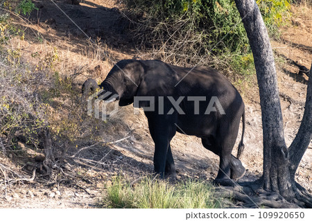 African Elephant in Chobe National Park 109920650