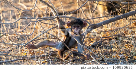 Baby baboon in Chobe National park Baby baboon in Chobe National park 109920655