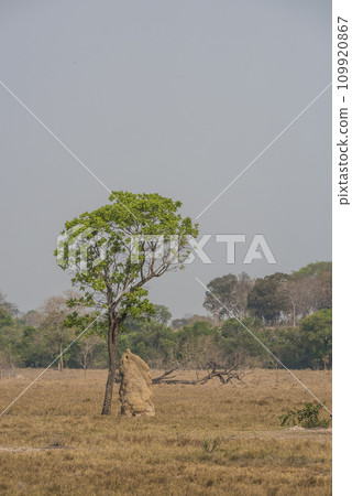 Termite mounds in Pantanal countyside environment,, Transpantaneira Route, Pantanal, Mato grosso.Brazil. Termite mounds in Pantanal countyside environment,, Transpantaneira Route, Pantanal, Mato grosso.Brazil. 109920867