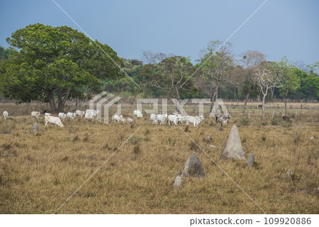 Pantanal countryside, Mato Grosso province, Brazil Pantanal countryside, Mato Grosso province, Brazil 109920886