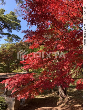 鮮紅的秋葉 109921032