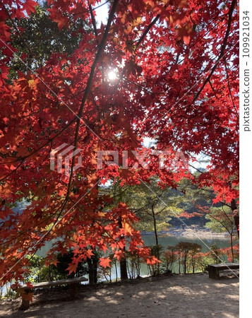 鮮紅的秋葉 109921034