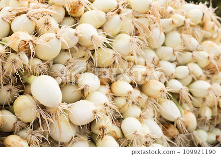Washed farm heads of onions Washed farm heads of onions 109921190