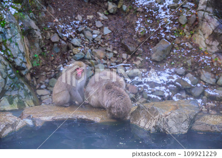 [地獄谷雪猴公園]雪猴[下高井區山之內町] 109921229