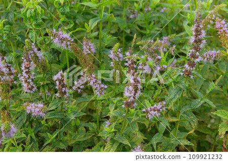 Hyssop in garden. Hyssop background in flowers garden. Aromatic flowers in rural garden. 109921232