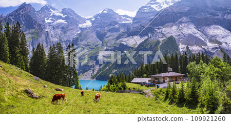 Switzerland nature and travel . Idyllic swiss mountain lake Oeschinensee (Oeschinen) with green pastures and  grazing cows  109921260