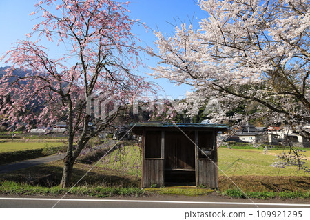 里山風景,有紅色和白色的櫻花和一間小屋 里山風景,有紅色和白色的櫻花和一間小屋 109921295