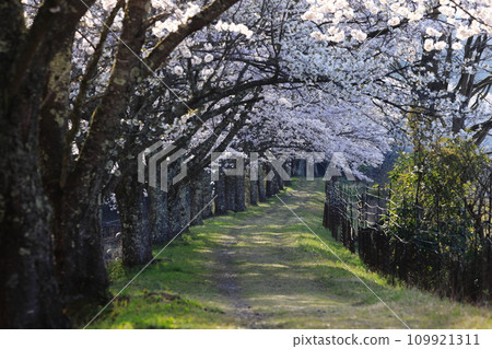 A road with a tunnel of cherry blossoms A road with a tunnel of cherry blossoms 109921311