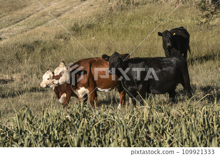 Cattle raising with natural pastures in Pampas countryside, La Pampa Province,Patagonia, Argentina. Cattle raising with natural pastures in Pampas countryside, La Pampa Province,Patagonia, Argentina. 109921333