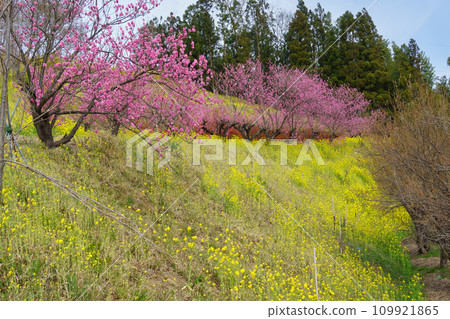 Fukushima City, Fukushima Prefecture Hanamiyama Park Fukushima City, Fukushima Prefecture Hanamiyama Park 109921865