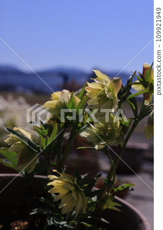 Christmas rose Christmas rose 109921949