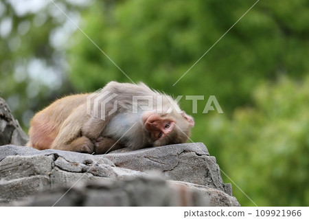 Rhesus macaque lying down and looking at the camera Rhesus macaque lying down and looking at the camera 109921966