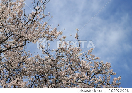 Scenery with cherry blossoms 109922008