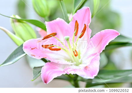 Lily oriental hybrid Lily oriental hybrid 109922032