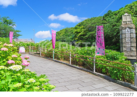 Takatoyama Park, a famous place for hydrangeas in Wakamatsu Ward, Kitakyushu City 109922277