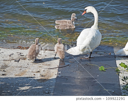 一隻天鵝在池塘里游泳和一個孩子出生的親密家庭 109922291