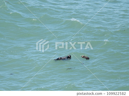 Sea otter at Cape Kiritafu 109922582