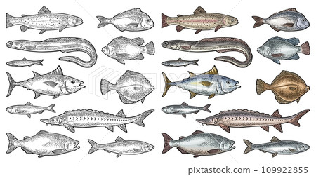 Whole fresh different types fish. Vector engraving vintage 109922855